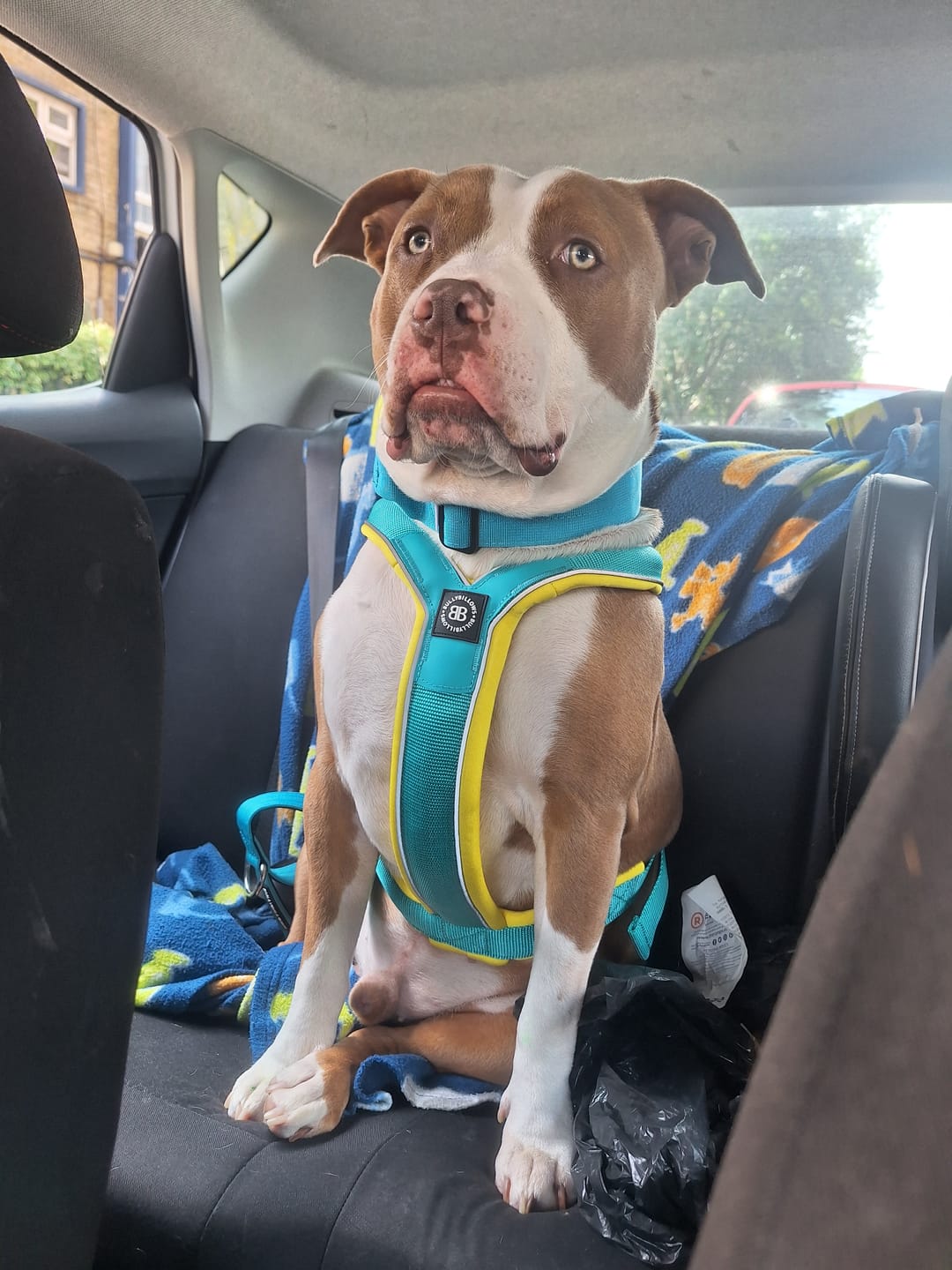 Customer photo review of Slip on Harness | Foam Padded - Turquoise x Yellow