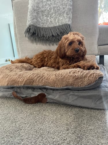 Customer photo review of Pawz Dog Memory Foam Mattress