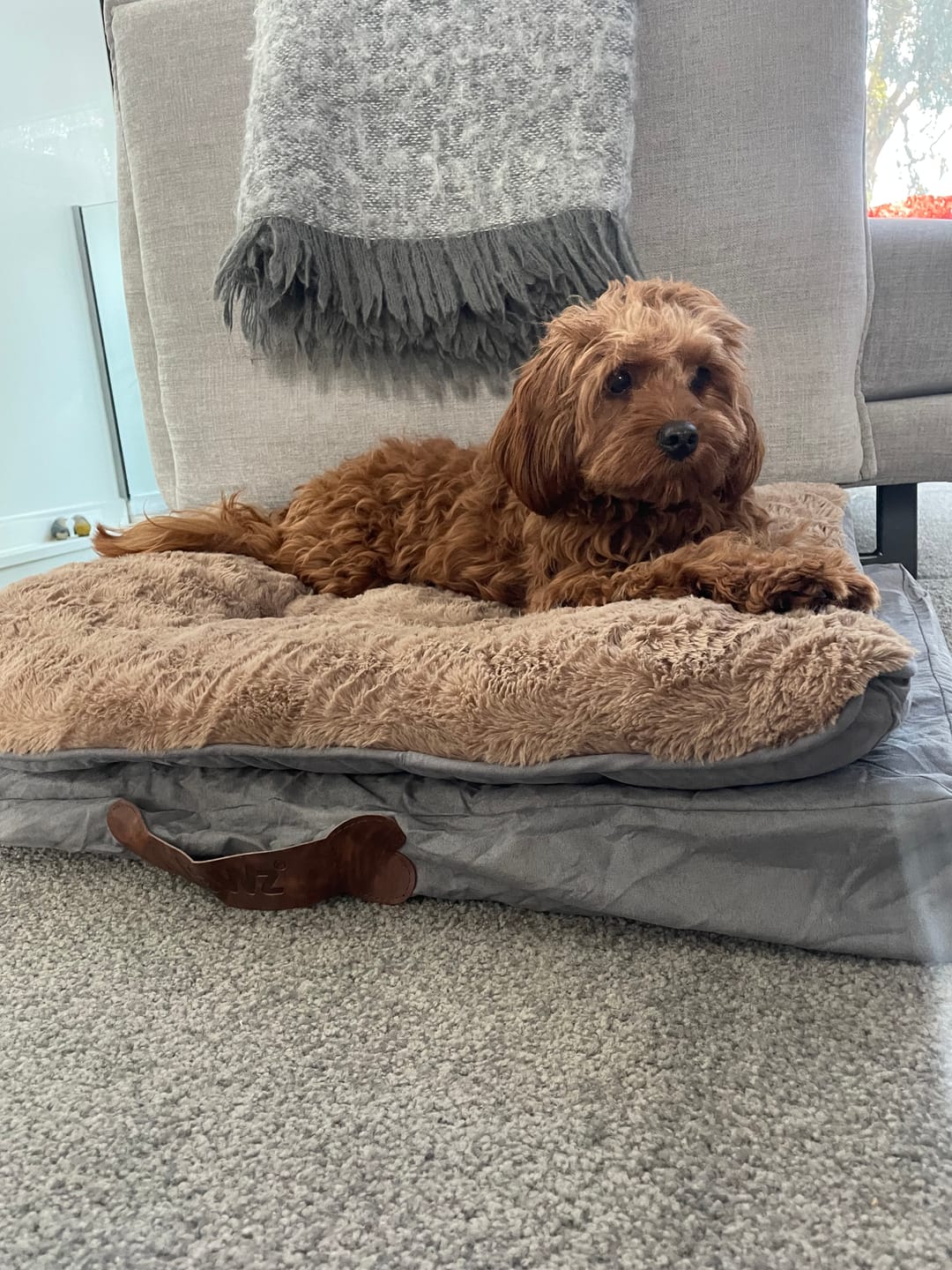 Customer photo review of Pawz Dog Memory Foam Mattress