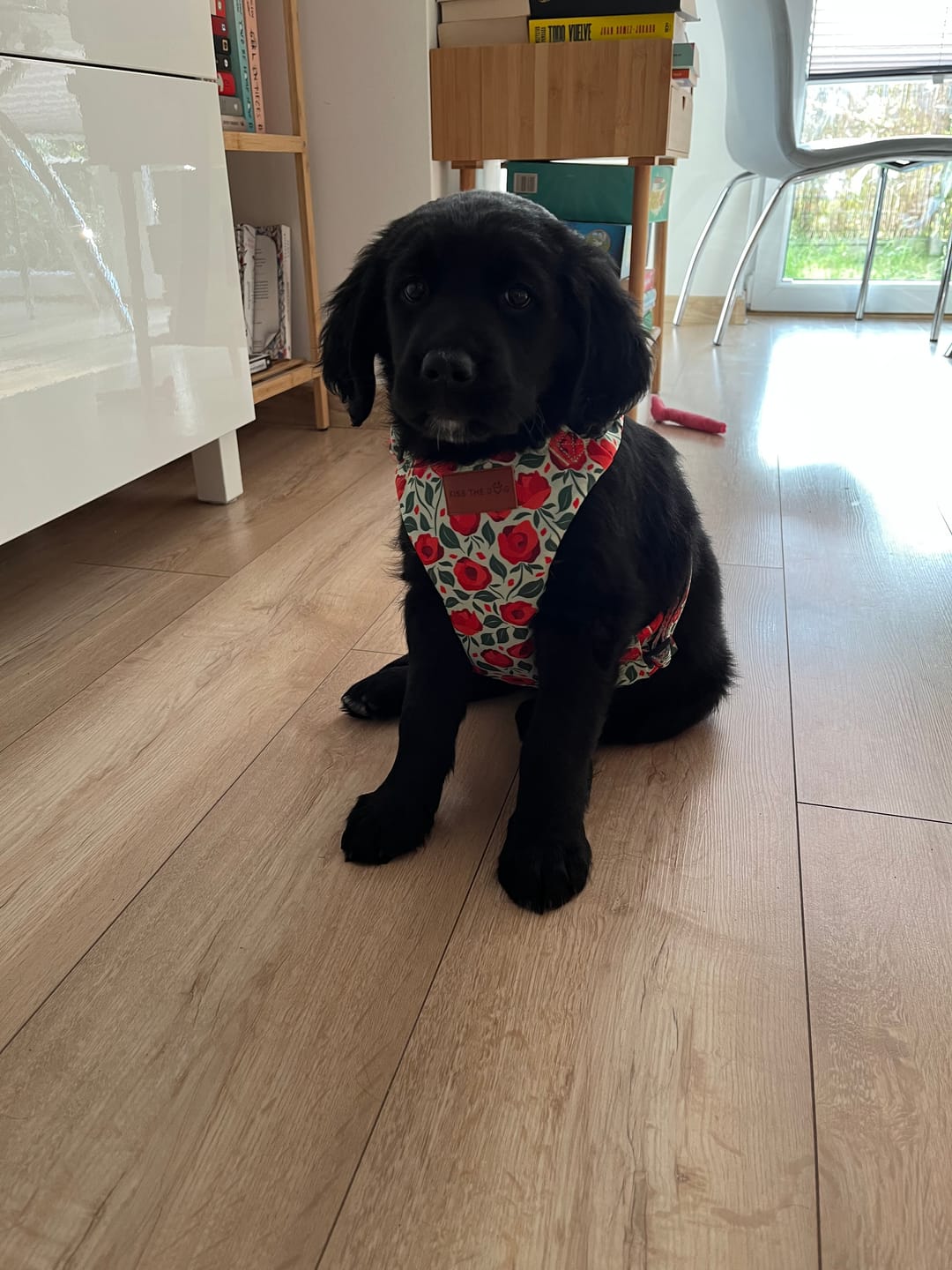 Customer photo review of Smycz miejska "Poppy" - czarne okucia