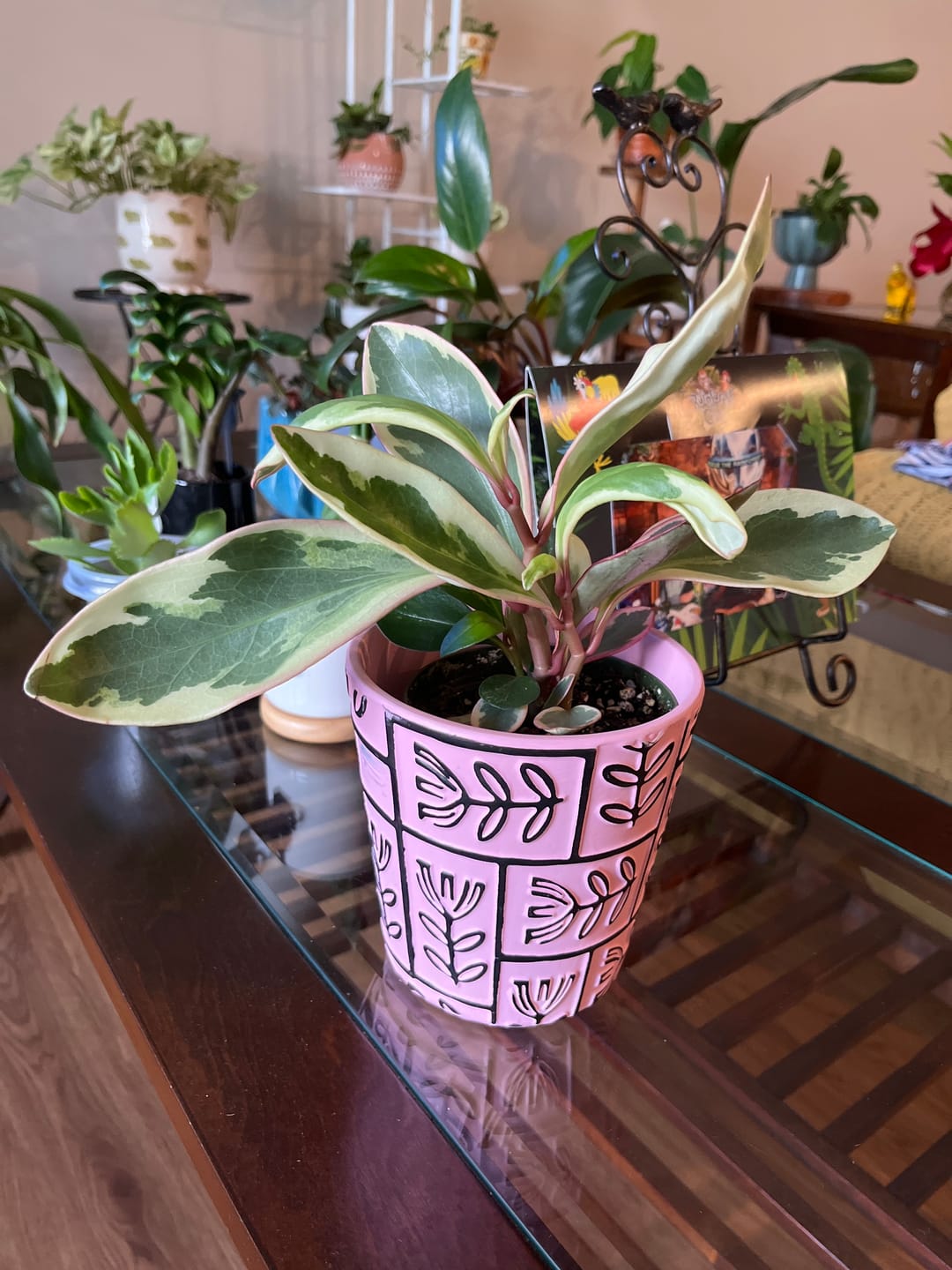 Customer photo review of Peperomia clusiifolia 'Ginny'