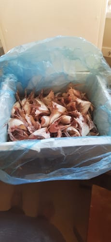 Customer photo review of Fresh Snapper Wings 500G
