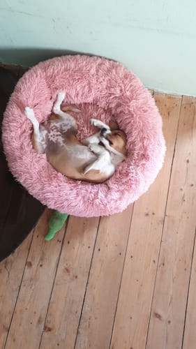 undefined review of Puppery Hundebett Wolke 7 - Das Original image 1 out of 1