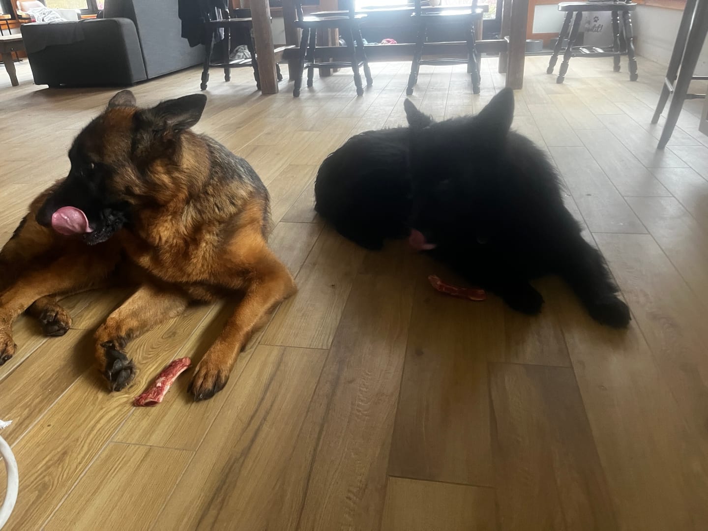 Customer photo review of K9 Choice - Os pour chien congelé - 3lb