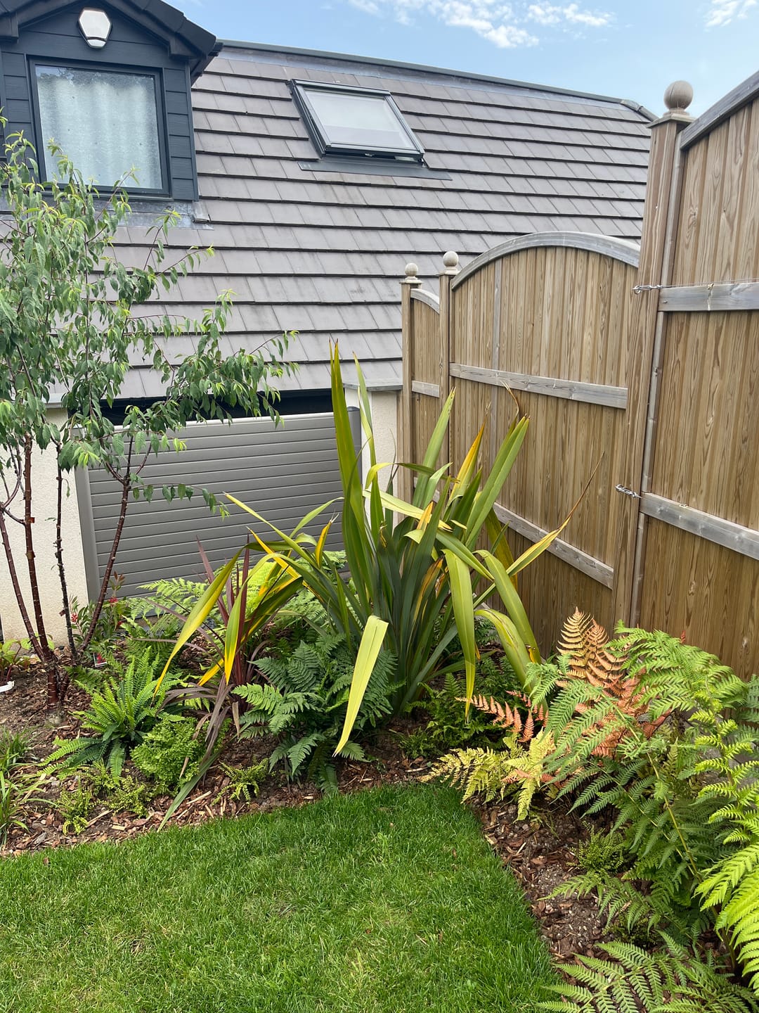 Customer photo review of Phormium Tenax Green 140-160cm 30L