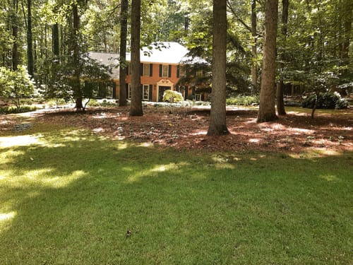Customer photo review of Pachysandra 50 Count Flat