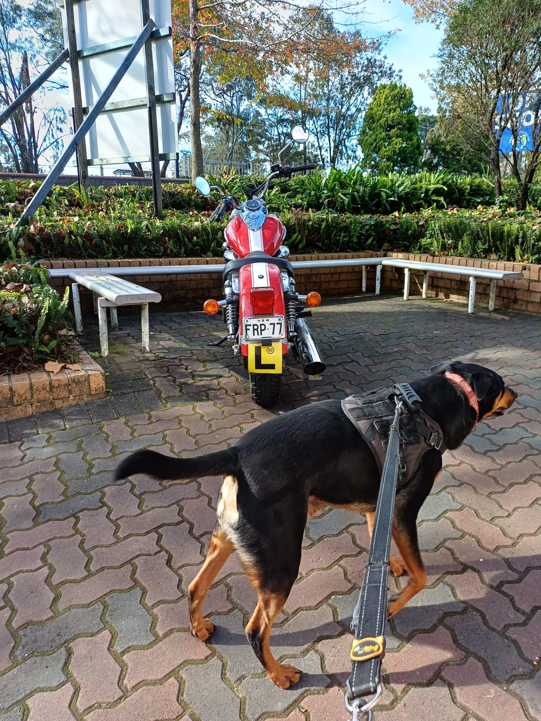 Customer photo review of Tactical No Pull Dog Harness