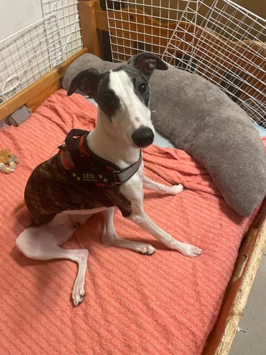 Customer photo review of FunFunPet 高機能ハーネス（お名前タグ作成サービス付き）