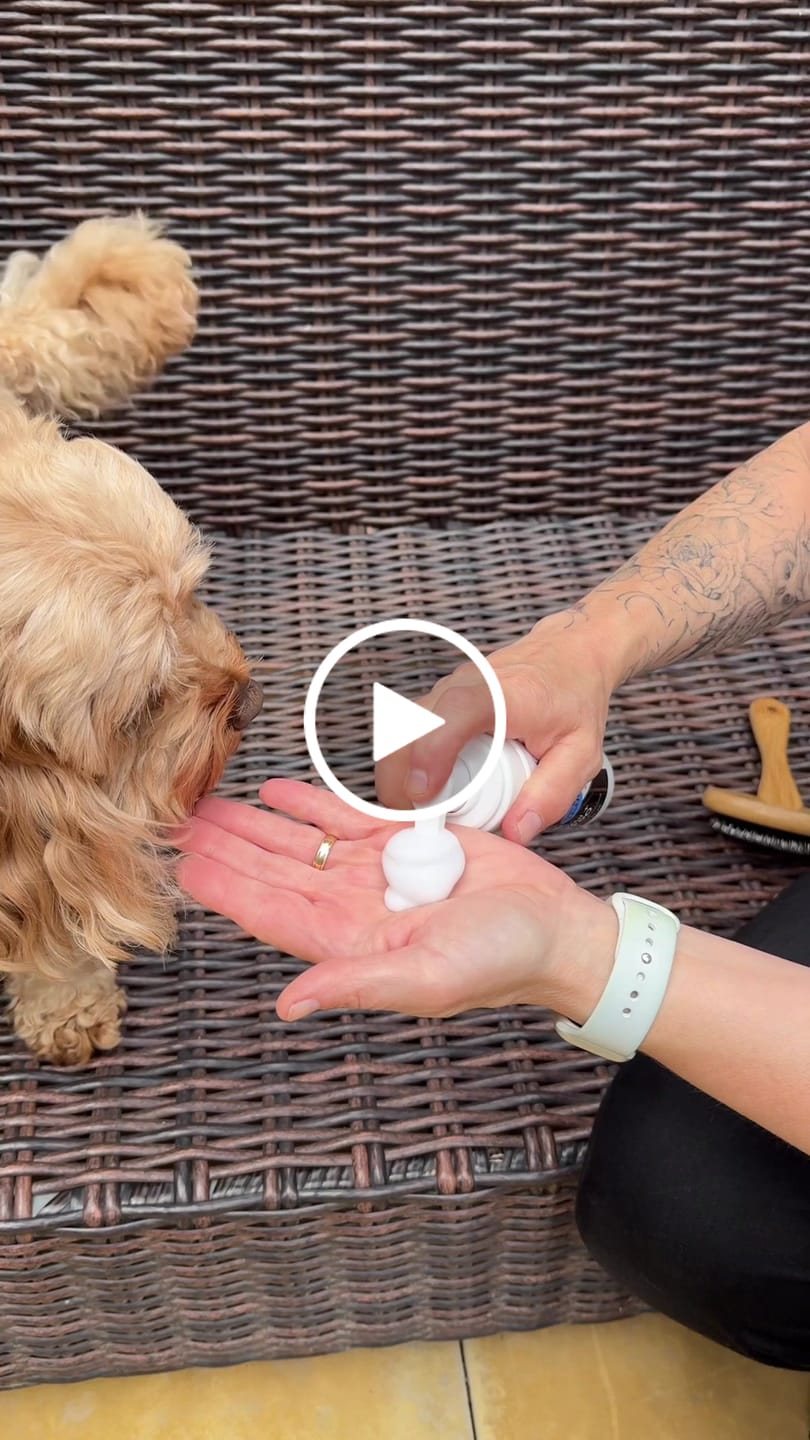 Customer video review of Blueberry Spa™ No Rinse Facial Wash + Shampoo with Blueberry & Colloidal Oatmeal for Dogs