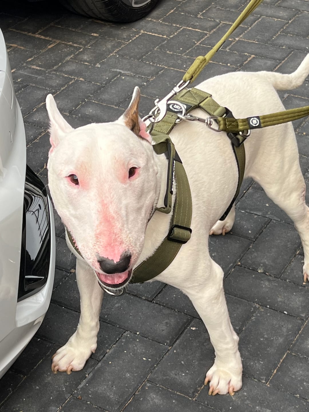 Customer photo review of Training Anti Pull TRI-Harness® | M-XL Breeds - Khaki
