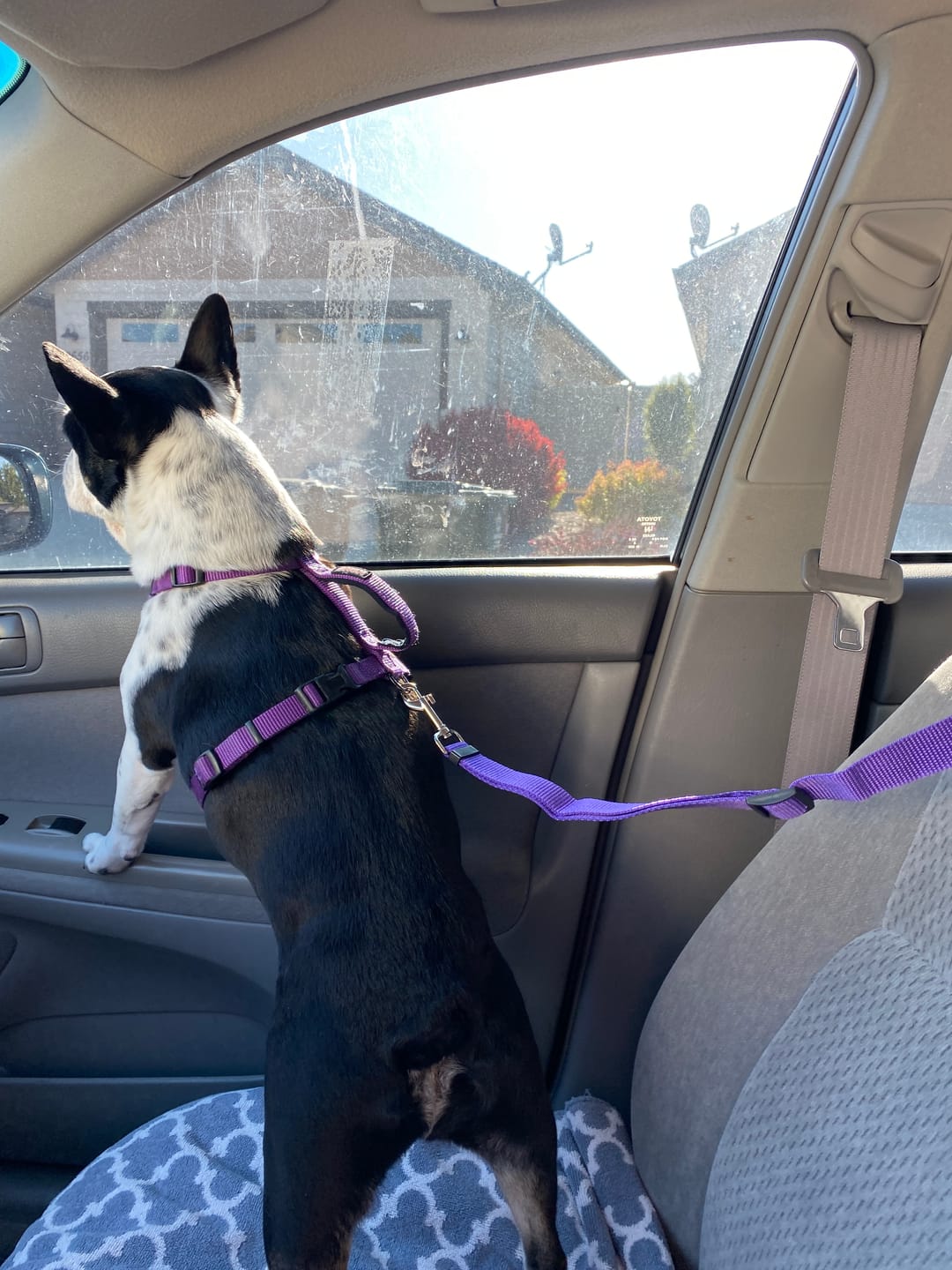 Customer photo review of 2 Pack Headrest Car Dog Safety Seatbelt