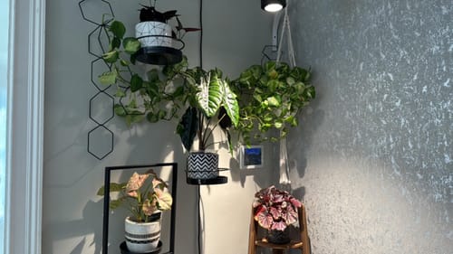 Customer photo review of Planty®