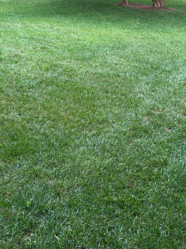 Customer photo review of GCI Turf Spreader Elite Grass Seed