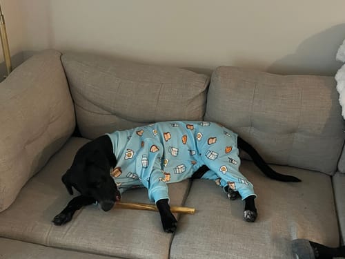 Customer photo review of Dog Pajama - Breakfast Blue