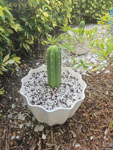 Customer photo review of San Pedro Cactus | Trichocereus (Echinopsis) Pachanoi