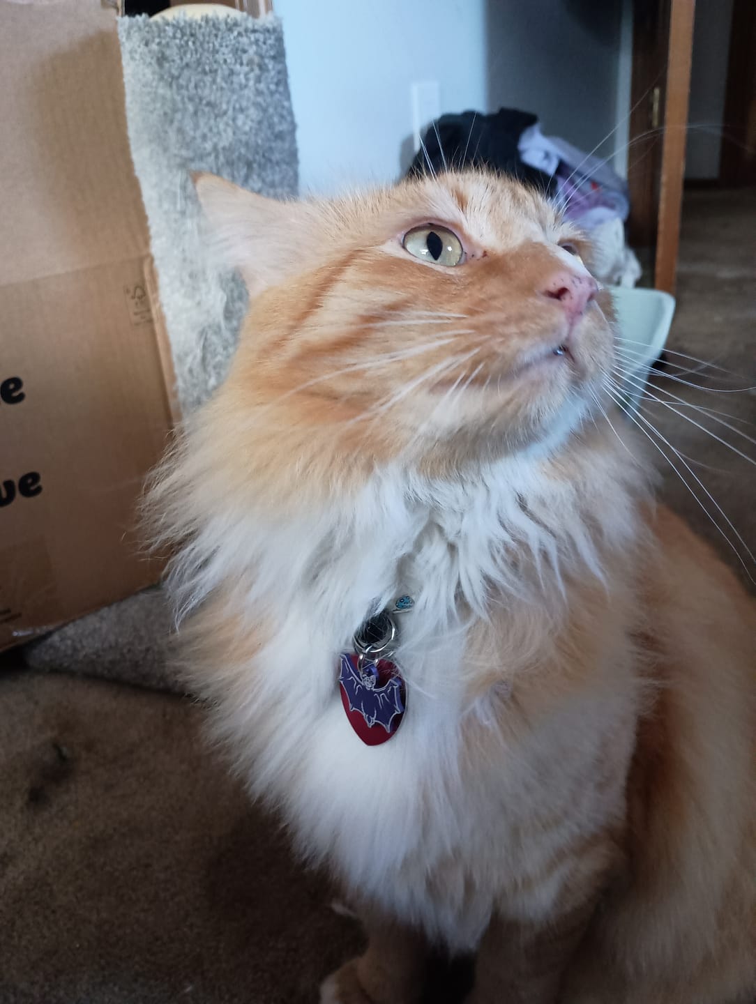 Customer photo review of PET TAG