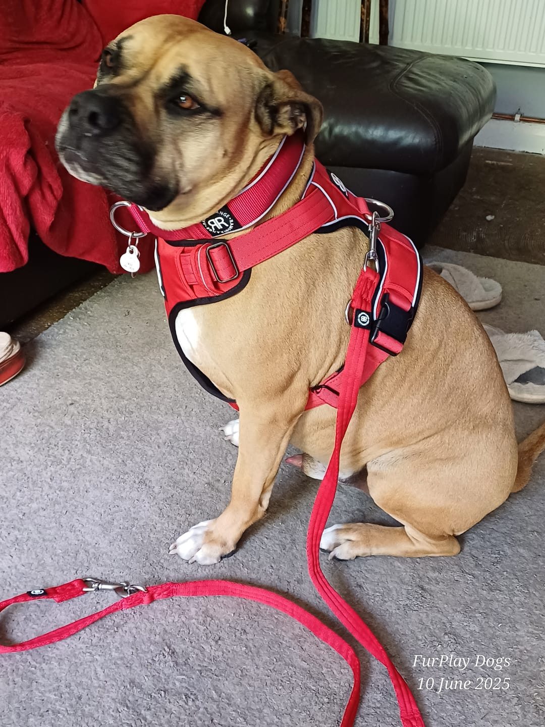 Customer photo review of Comfort Premium Harness | Non Restrictive - Red