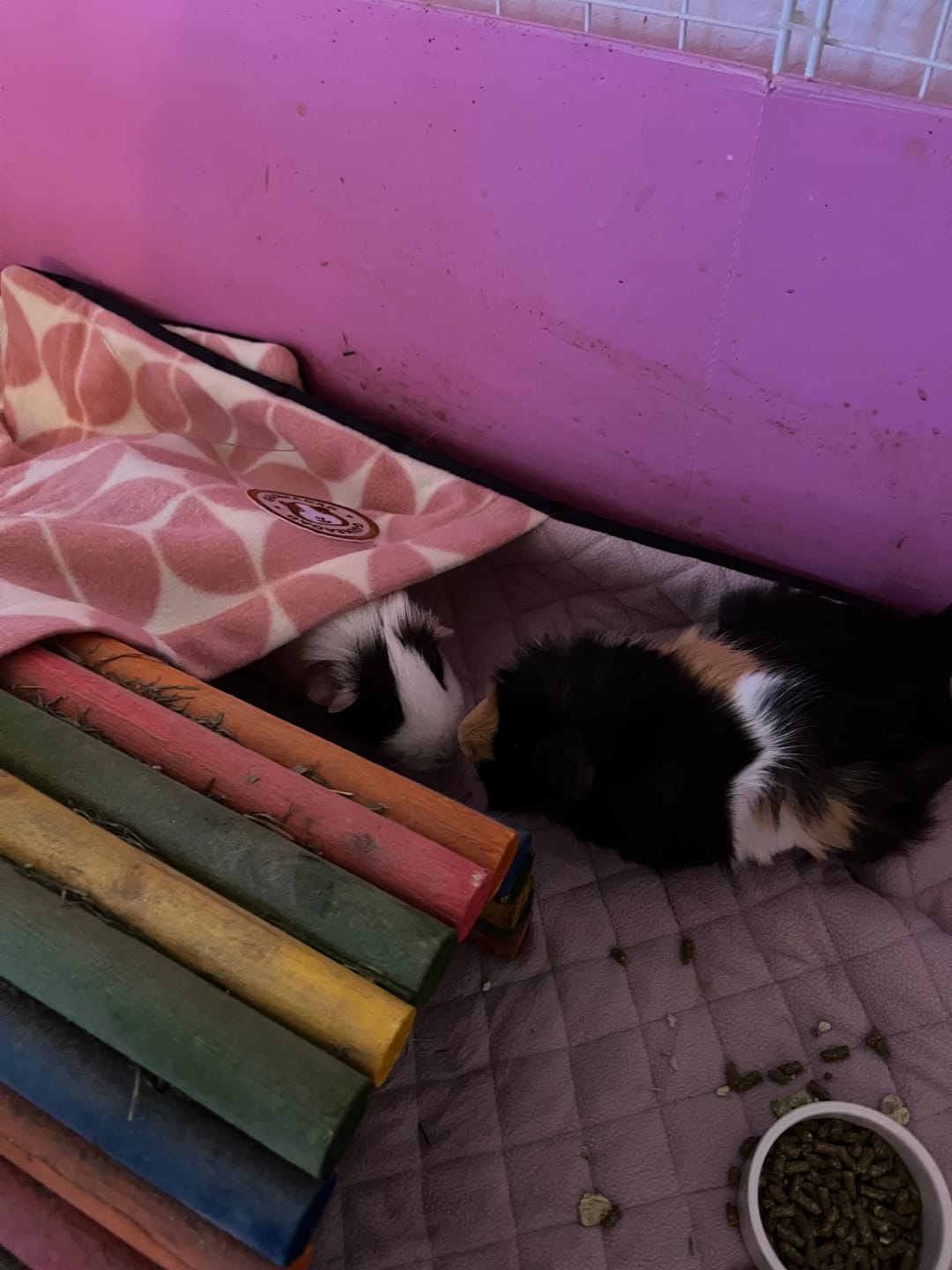 Customer photo review of GuineaDad Premium Liner For Small Animal Cages