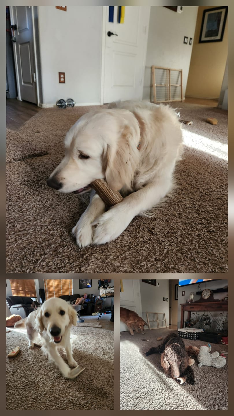 Customer photo review of Large Elk Chew