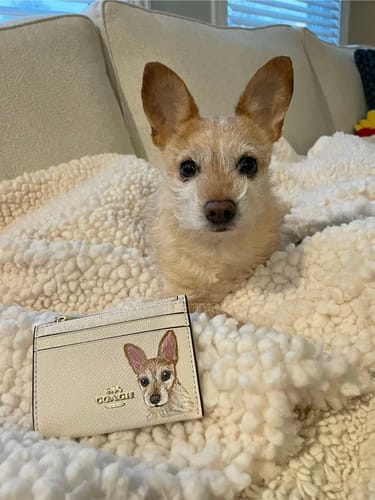 Customer photo review of Coach Mini Skinny Card Wallet with Custom Pet Portrait