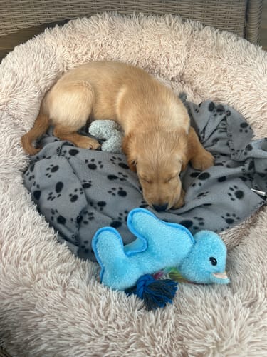 Customer photo review of CalmBed - Motverkar stress & hjälper mot ångest