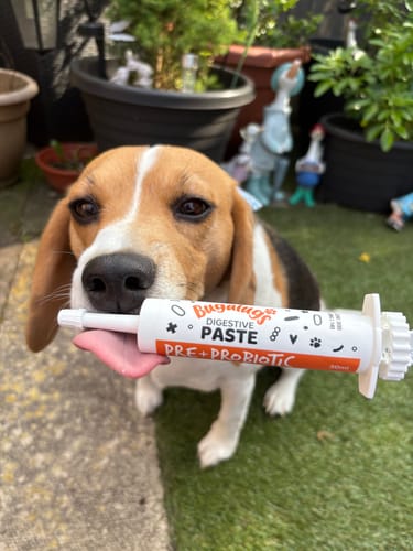 Customer photo review of Bugalugs Pre & Probiotic Digestive Paste for Dogs & Cats (30ml)