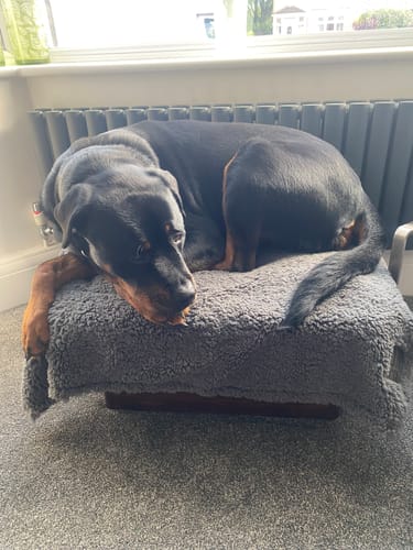 Customer photo review of 100% Recycled Fluffy Dog Blanket - Slate