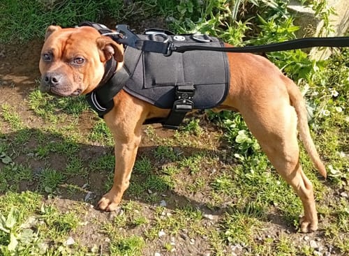 Customer photo review of Weighted Harnesses Iron Block - Contains x5 Weights