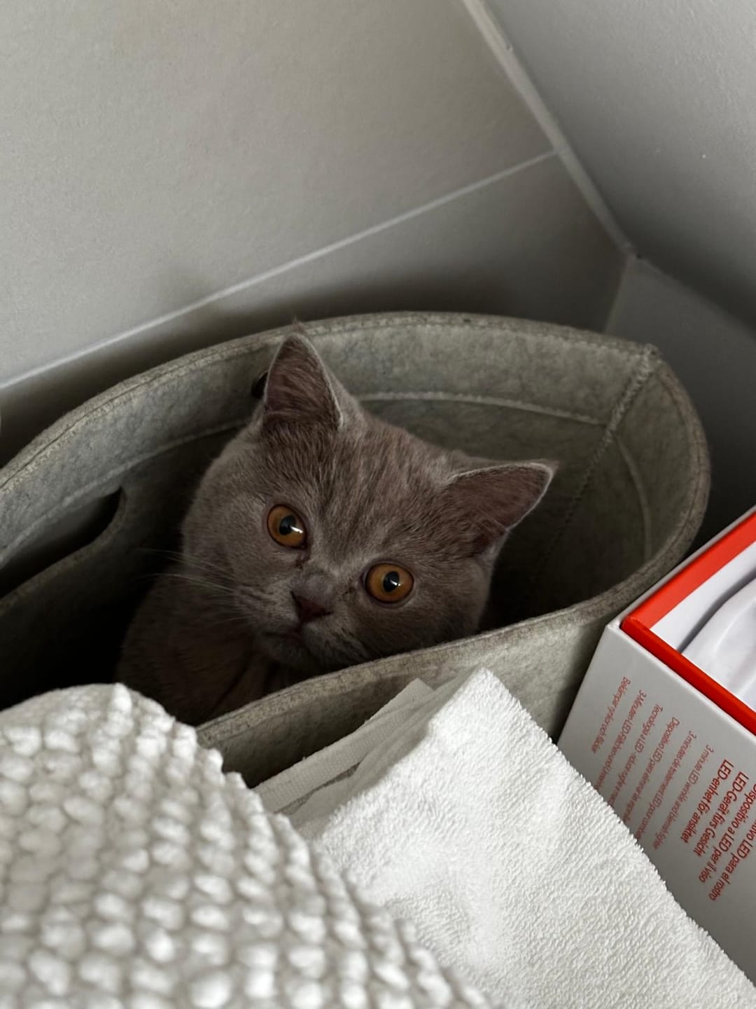 Customer photo review of Katzen Gesundheits Ratgeber von Majescats