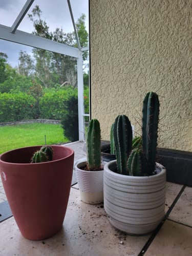 Customer photo review of Seedling Variety Packs | San Pedro Cactus Seedling Variety