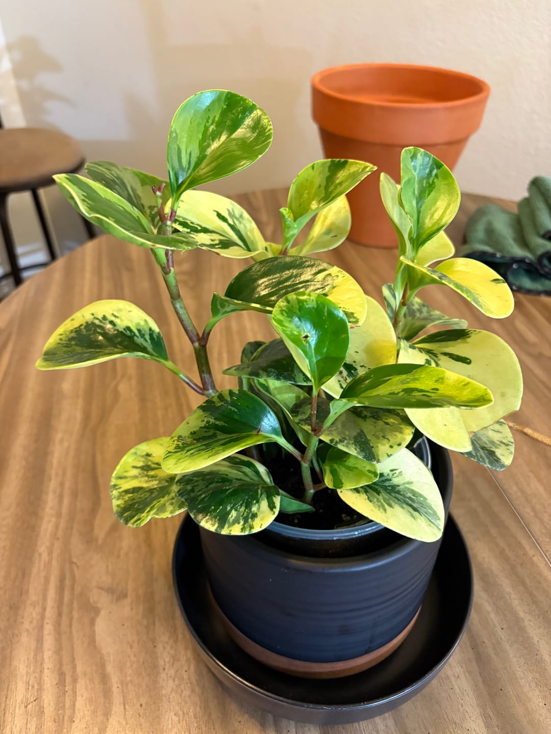 Customer photo review of Peperomia obtusifolia 'Marble'