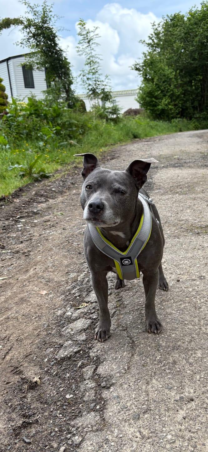 Customer photo review of Slip on Harness | Foam Padded - Metal Grey x Neon