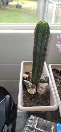 Customer photo review of Trichocereus Peruvianus | Peruvian Torch Cactus