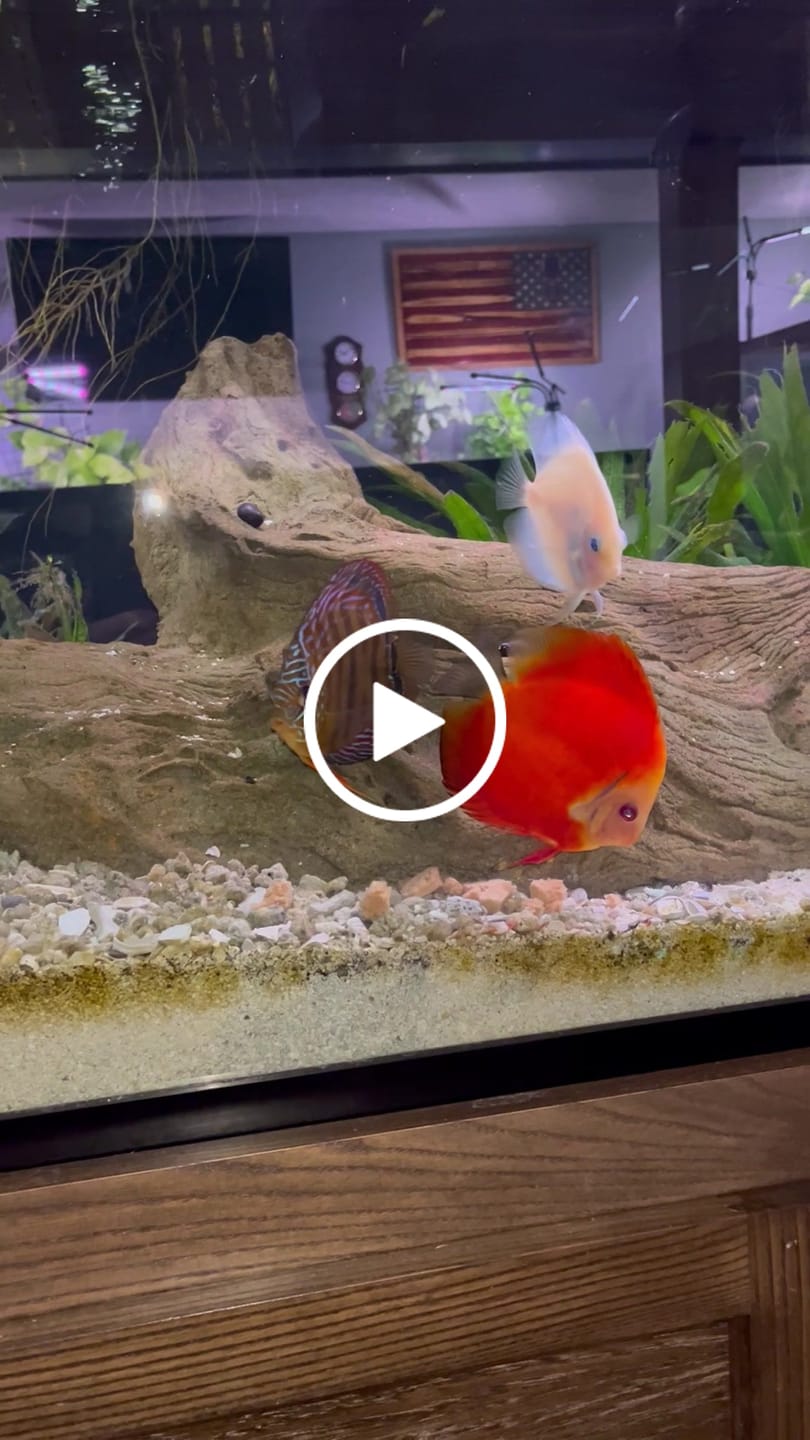 Customer video review of Northfin Cichlid Formula