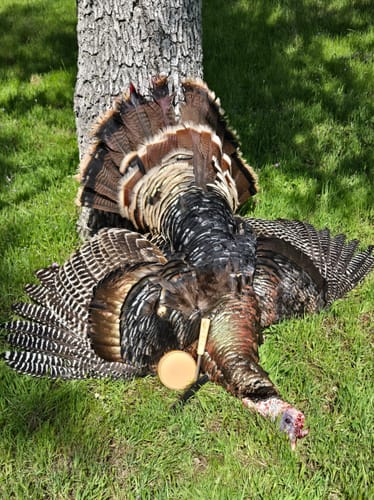 Customer photo review of All Weather Striker