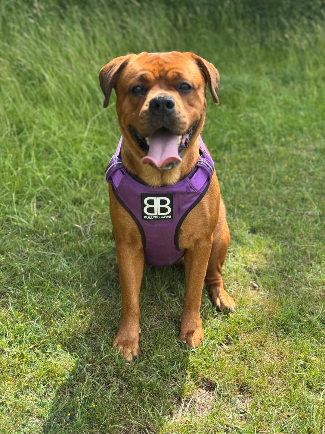 Customer photo review of Comfort Premium Harness | Non Restrictive - Purple