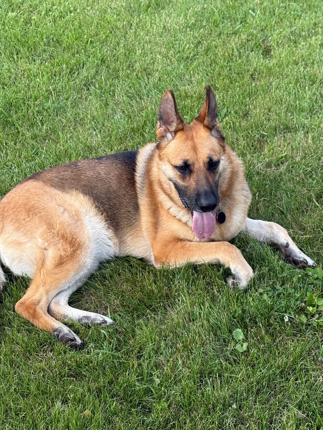 Customer photo review of Bully Sticks
