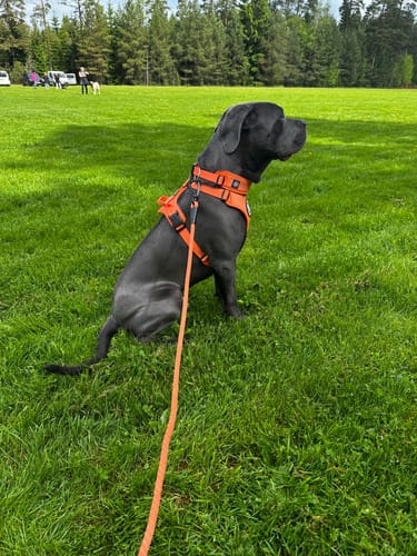 Customer photo review of Slip N' Clip Collar | XS-M Breeds - Orange