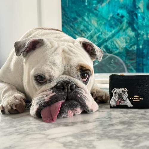 Customer photo review of Coach Mini Skinny Card Wallet with Custom Pet Portrait