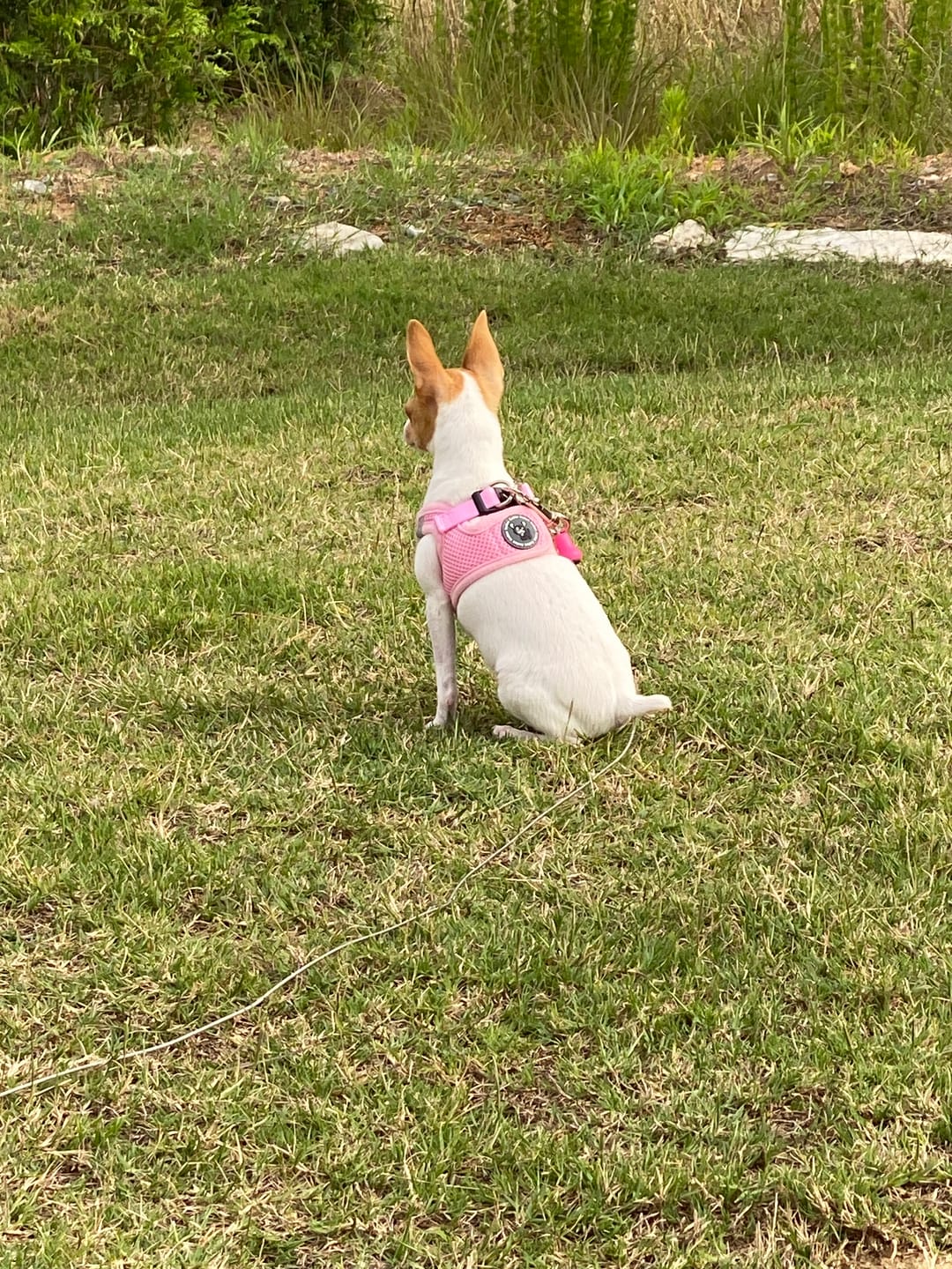 Customer photo review of Pup Stack