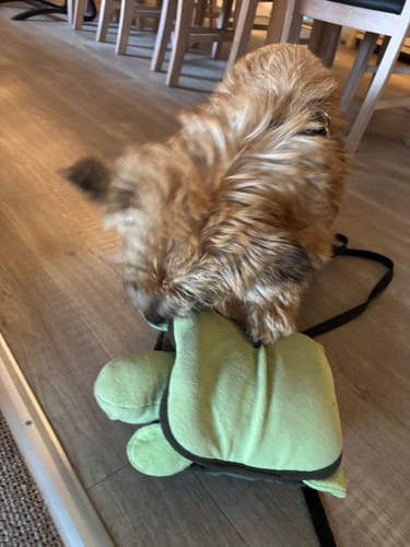 Customer photo review of Snuseskildpadden Theodor