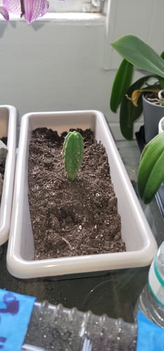 Customer photo review of Trichocereus Bridgesii | Bolivian Torch Cactus