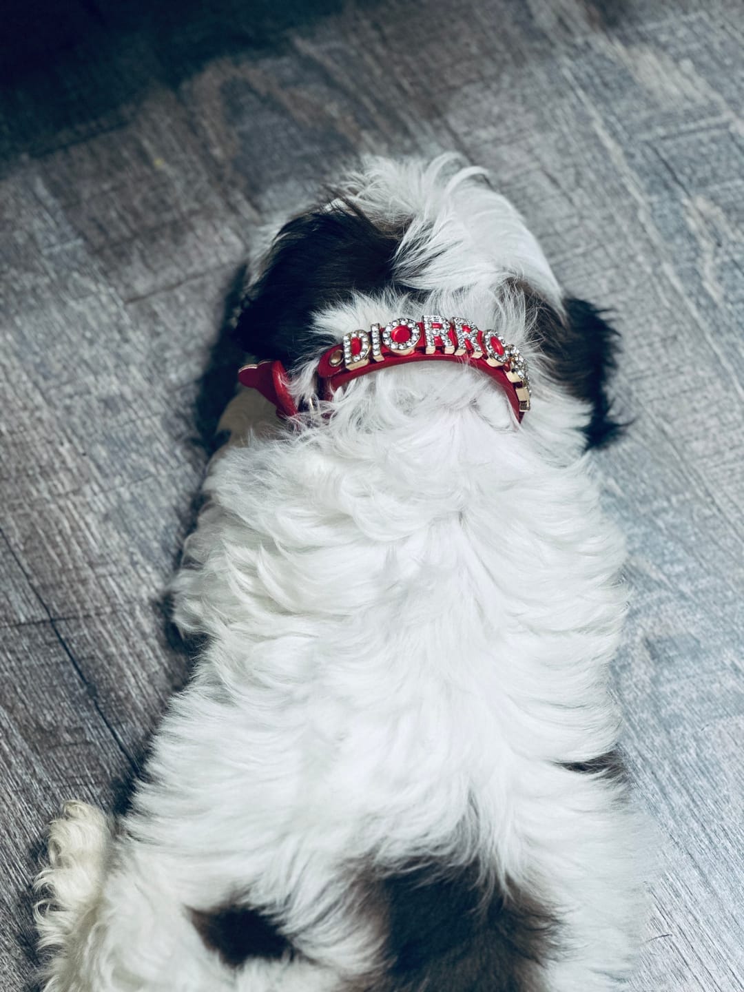Customer photo review of The Personalized Sparkle Collar