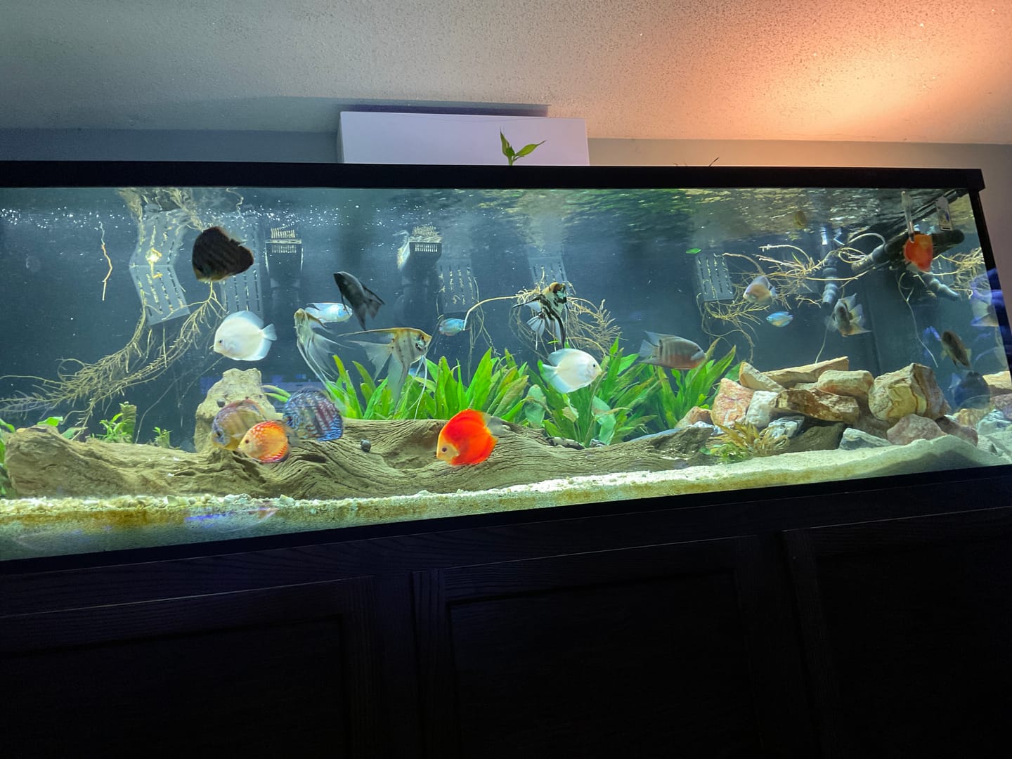 Customer photo review of Blue Mystery Snail