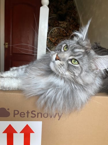 Customer photo review of Self-Cleaning Litter Box
