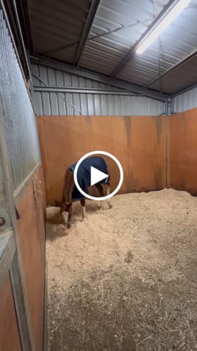 Customer video review of Amigo Foal Rug 200g