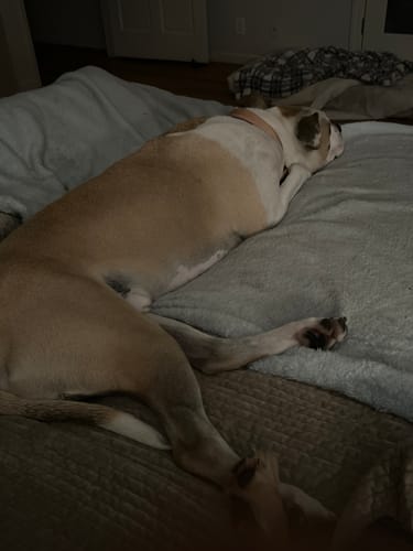 Customer photo review of Anal Glands