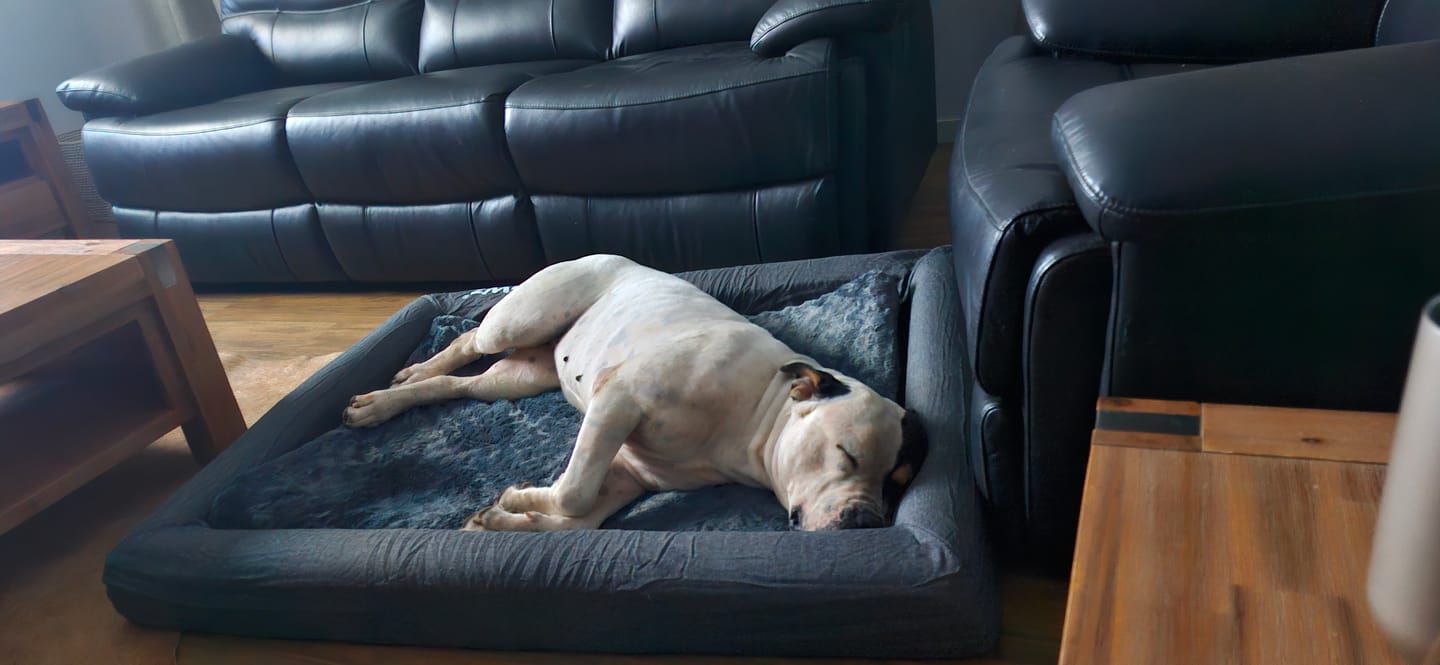Customer photo review of PaWz Premium Memory Foam Calming Dog Bed