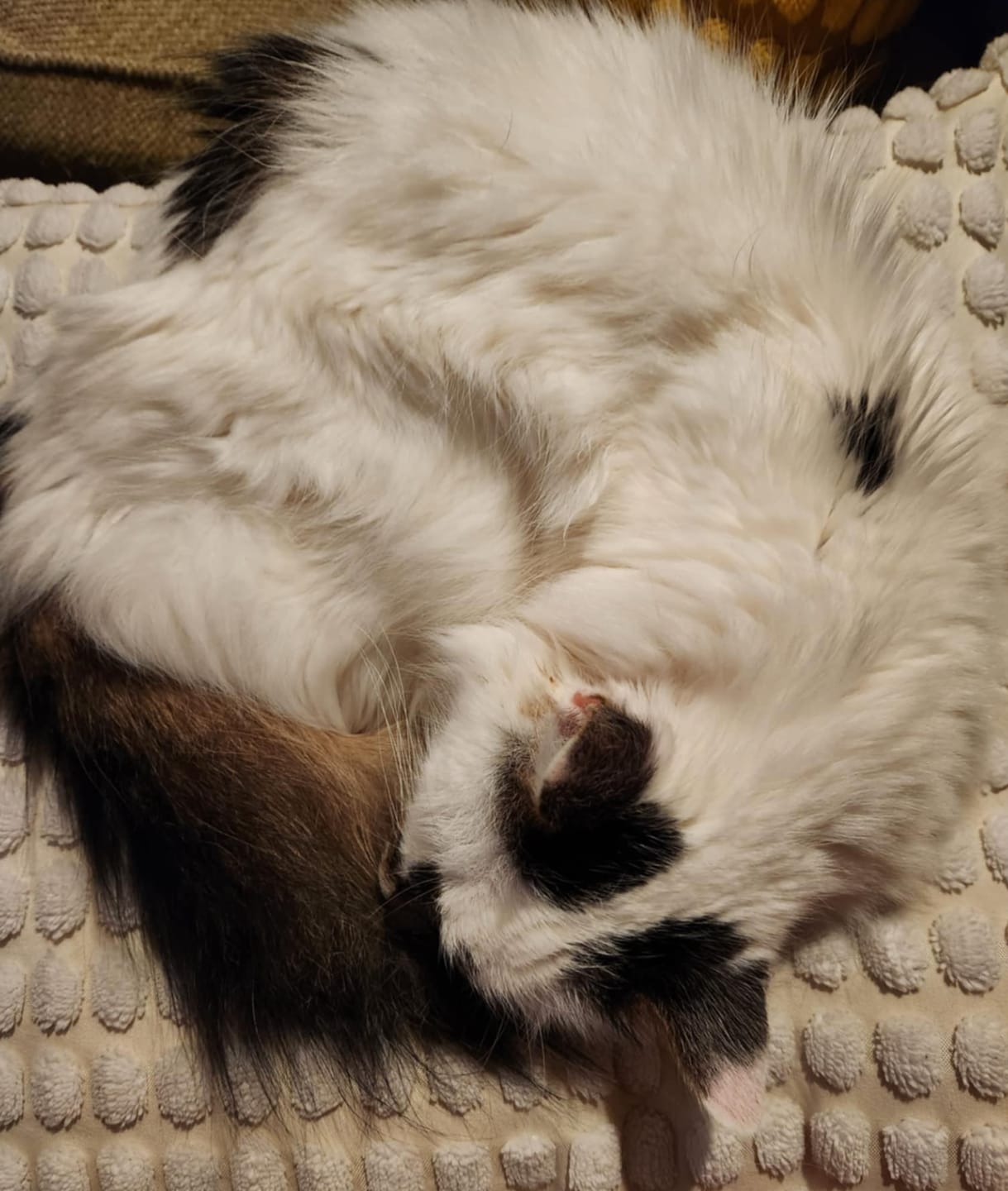 Customer photo review of Royal Canin Veterinary Diet - Feline Urinary SO + Calm Canned Cat Food 3 oz.