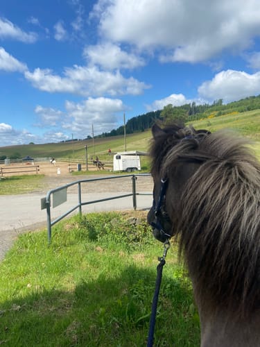 Customer photo review of Strotonin Horse Support